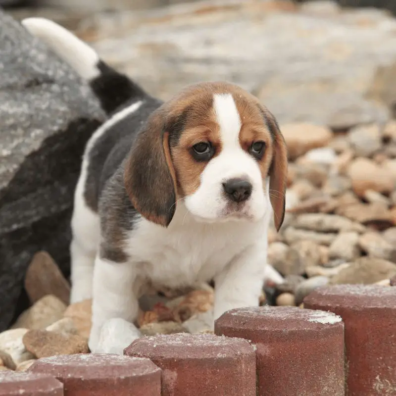 Training and Socialising Your Beagle: Tips and Techniques