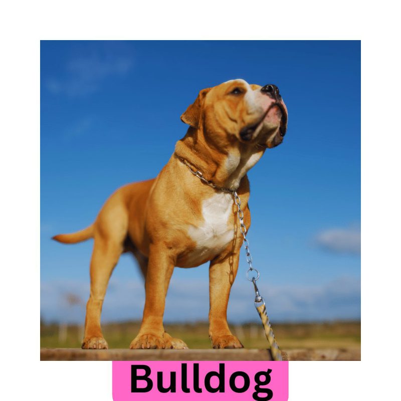 a dog looking up with blue sky in background on a leash