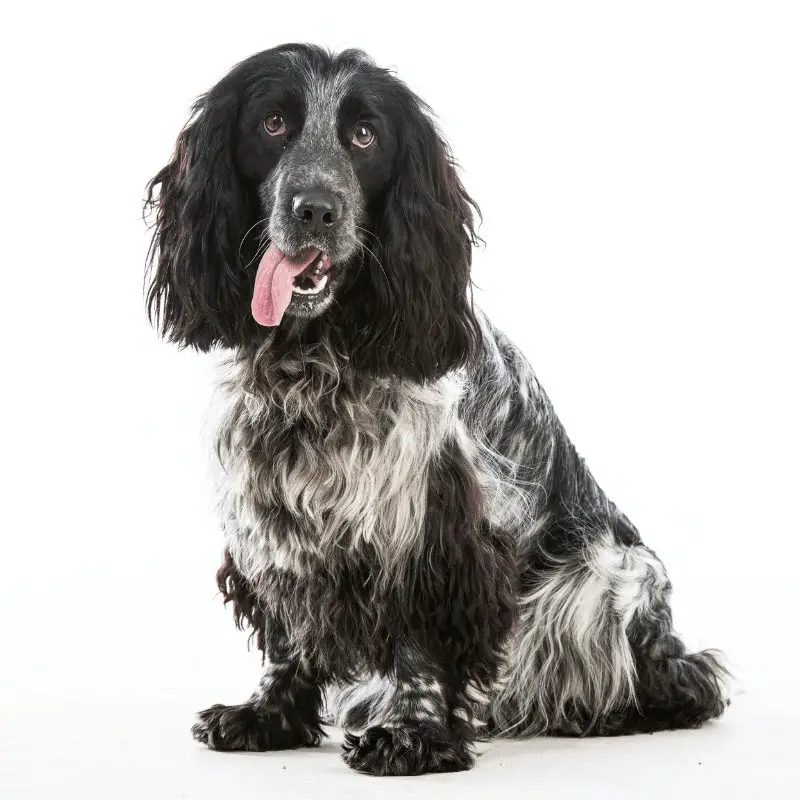 a dog with black floppy ears and grey and black body sitting with tongue out on a white background