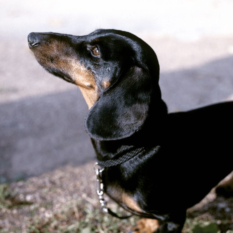 A dog looking to the side with big black floppy ears and short legs with a pointy nose