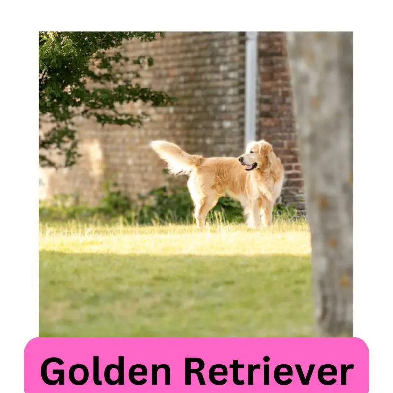 a long coated tanned dog standing on the grass