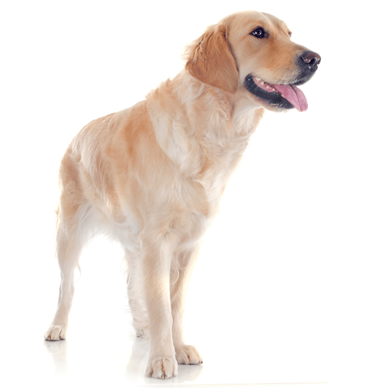 A light brown full body image of a dog on a clear background with floppy ears