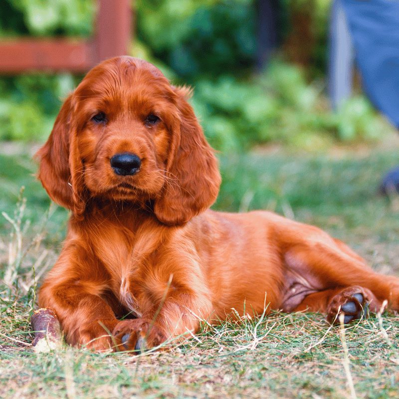  A deep orange-red coloured puppy laying on the grass with big floppy lovely ears