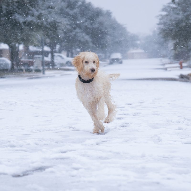 A lovely dog running towards camera in the snow with a black colour on