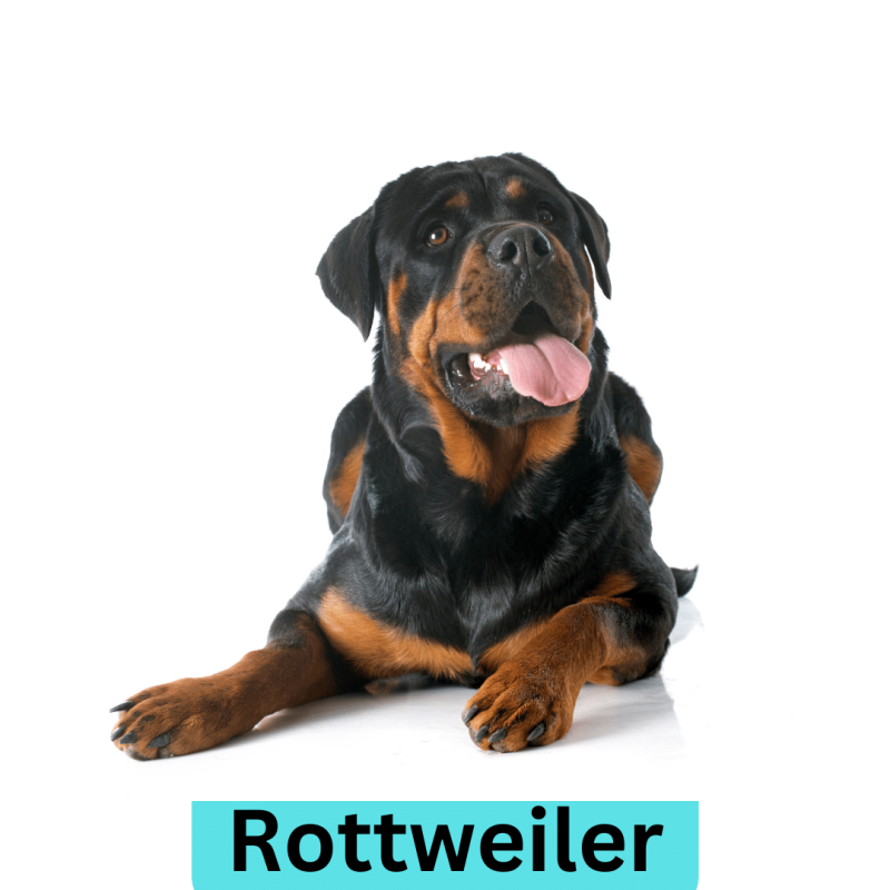 a black and tan dog on a white background