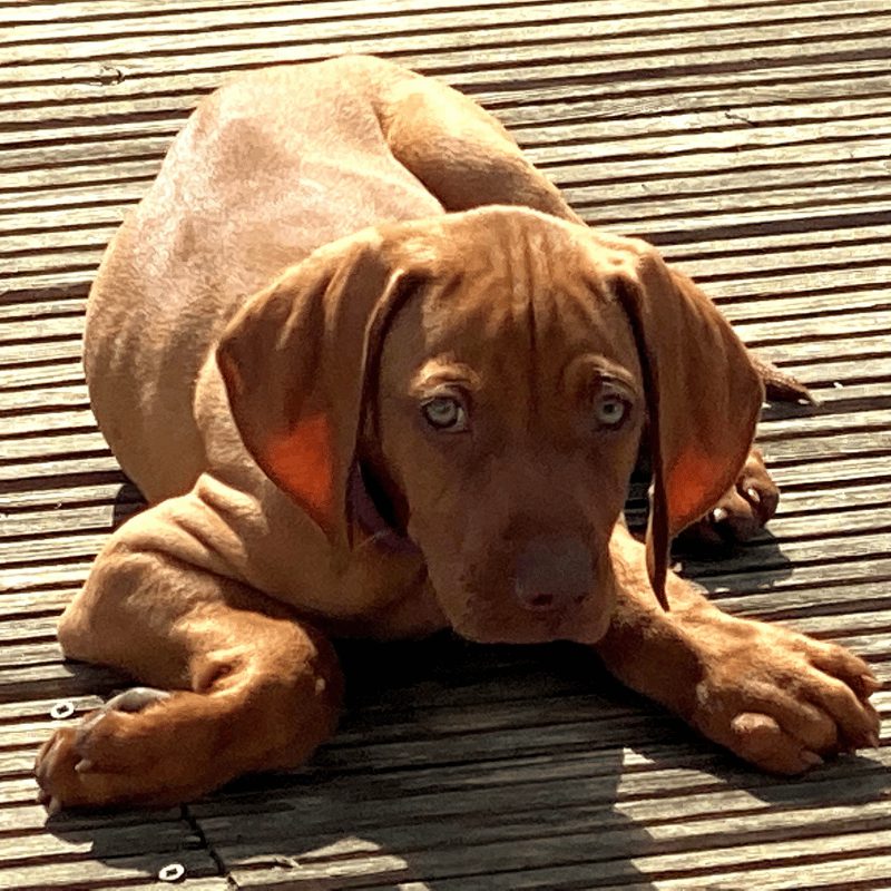 Vizsla Puppy laying on some decking with big light brown ears flopping down