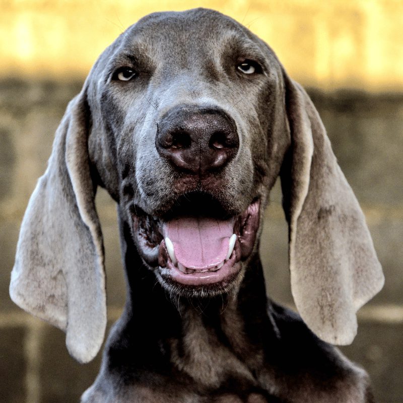 a grey dog, close up of head with seriously long floppy ears
