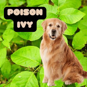 background of poison ivy leaves and a dog. Text: Poison Ivy