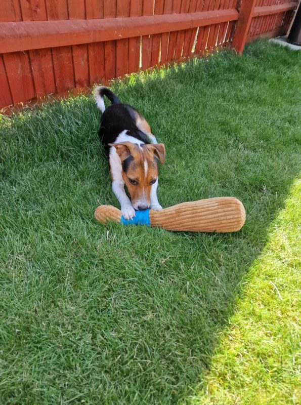a dog in the shade in the garden, playing with toy