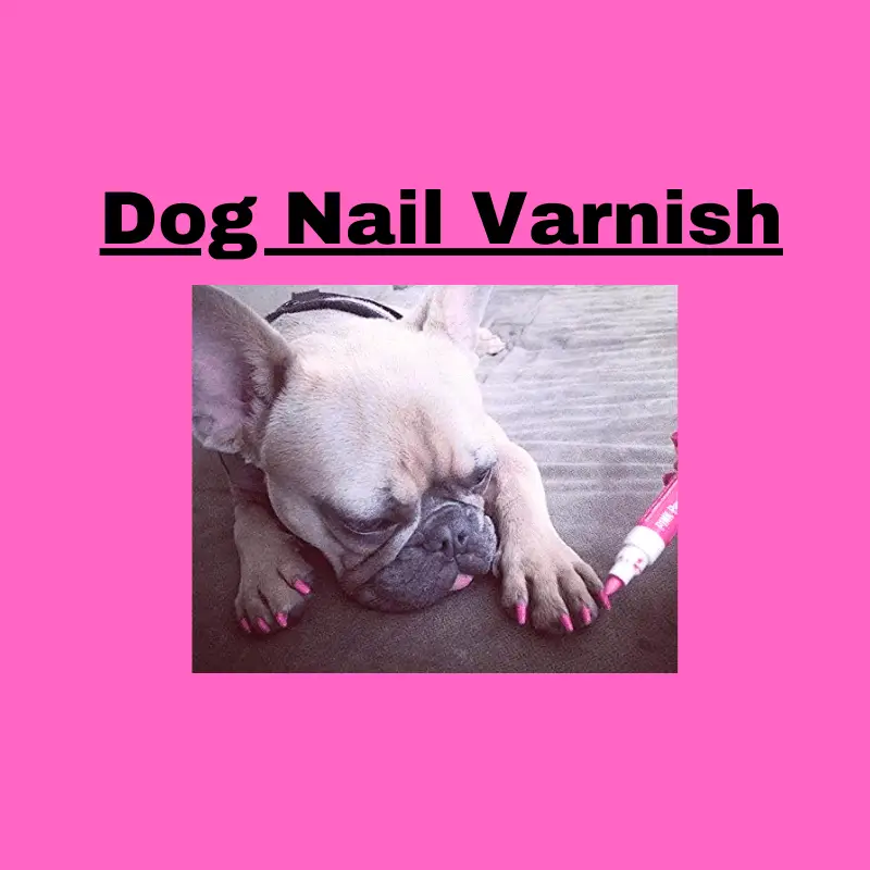 Dogs Wearing Human Nail Varnish: Is It Safe?