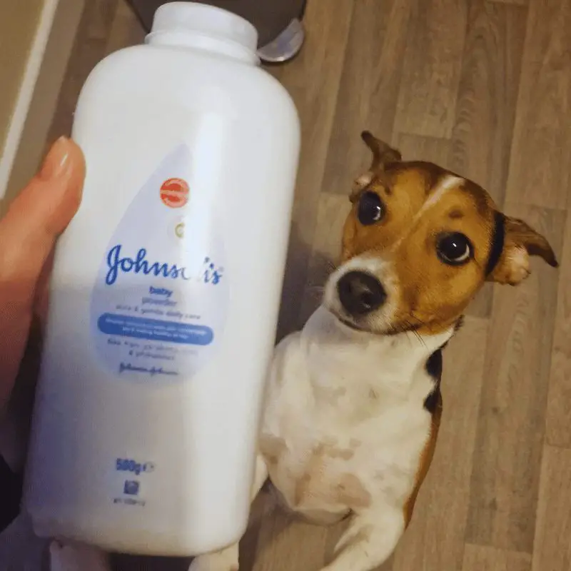 Is Talcum Powder Safe for Dogs?