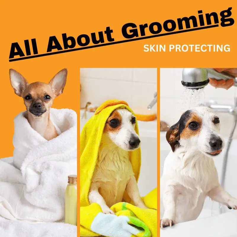 The Importance of Regular Grooming for Dogs: Keeping Their Skin Healthy