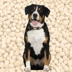 A dog and chickpeas