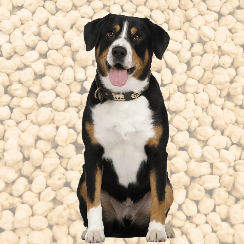 Can Dogs Eat Chickpeas? Health Benefits and Precautions