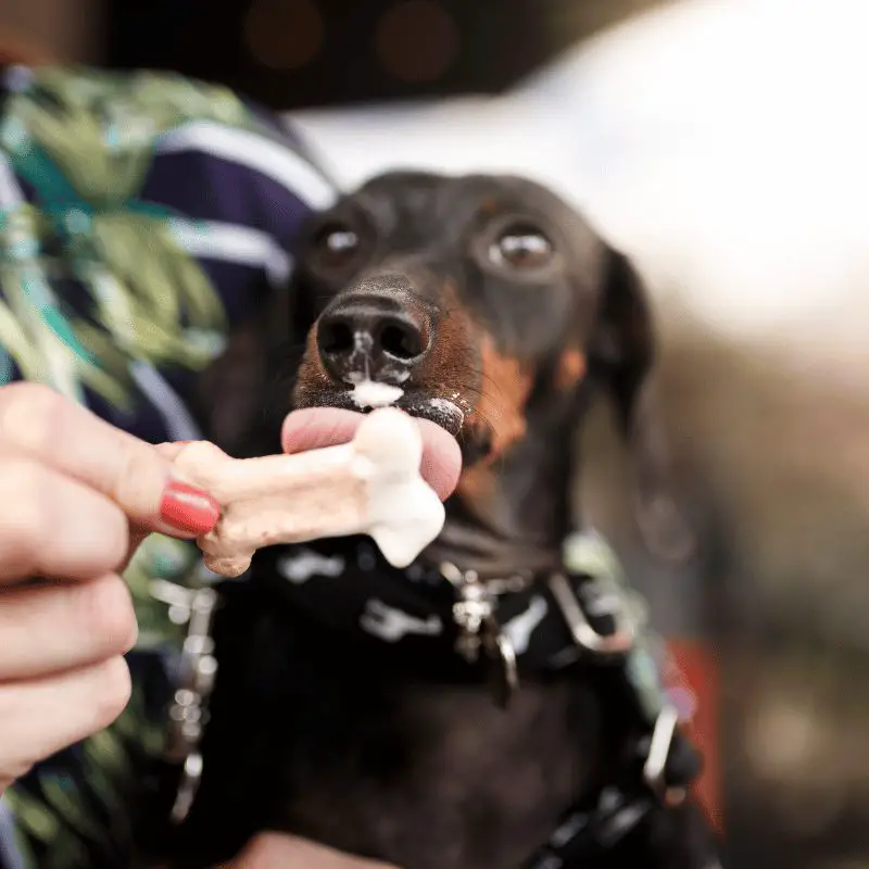 A picture of a dog eating a safe, dog-friendly treat.