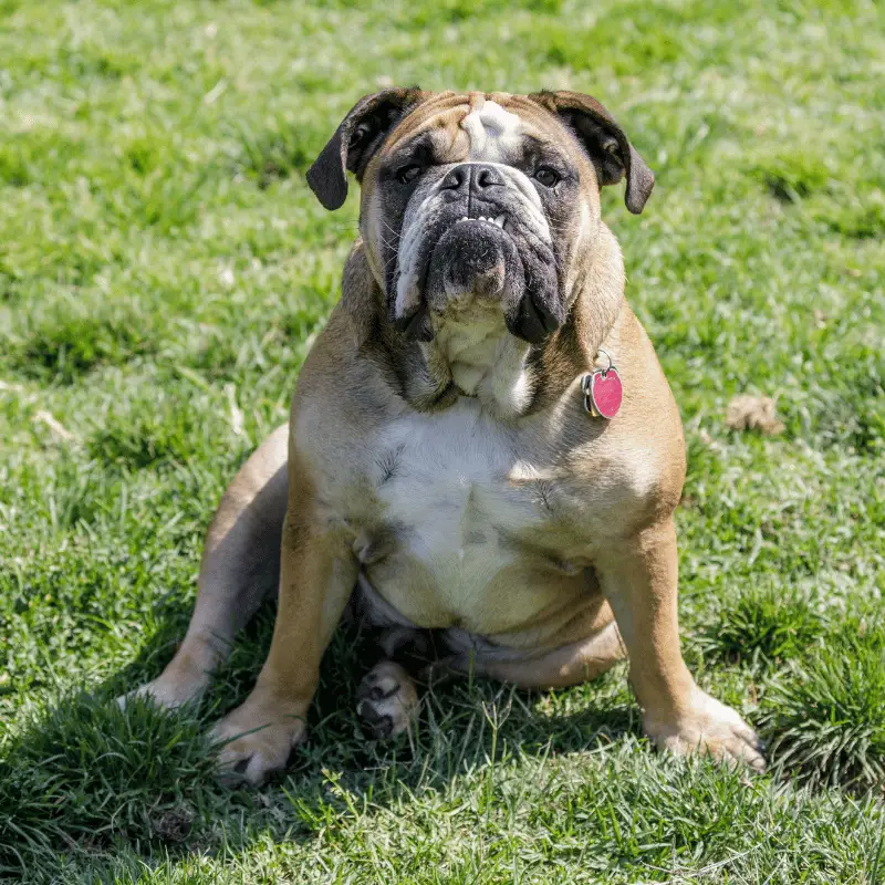 Bulldog - grumpy expression and sitting on some grass, tan and white coat.