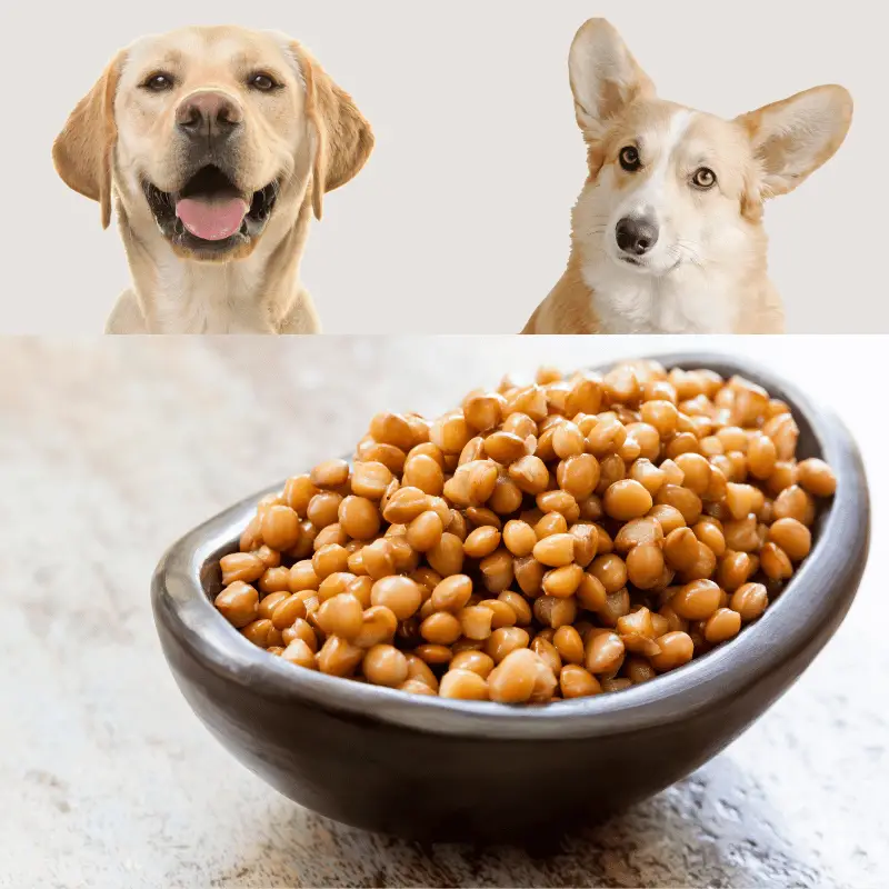 Cooked lentils in a bowl with two dogs in the background looking at them