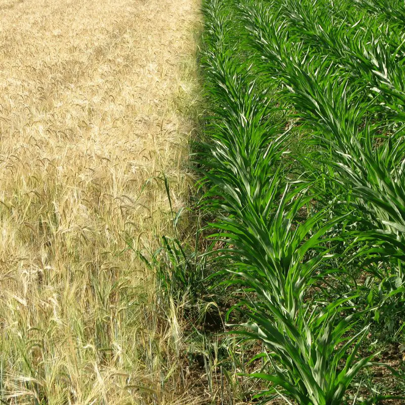 A corn and wheat field side by side