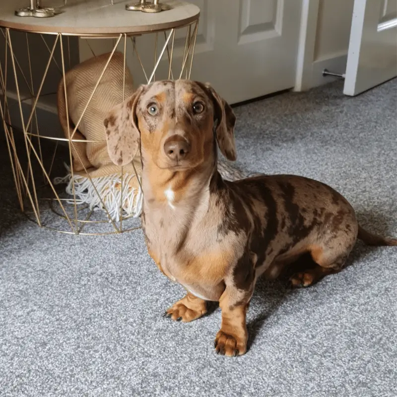 Dachshund - Merle colour golden orange and brown colour coat, friendly dog with short fur and short legs coat and a surprised expression.