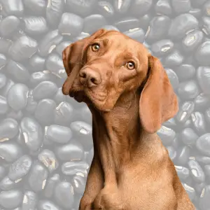 Dog and black beans