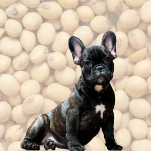 Dog and soybeans