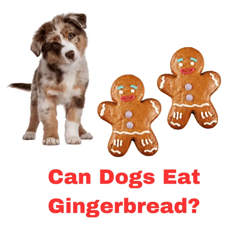 Can Dogs Eat Gingerbread? A Comprehensive Guide
