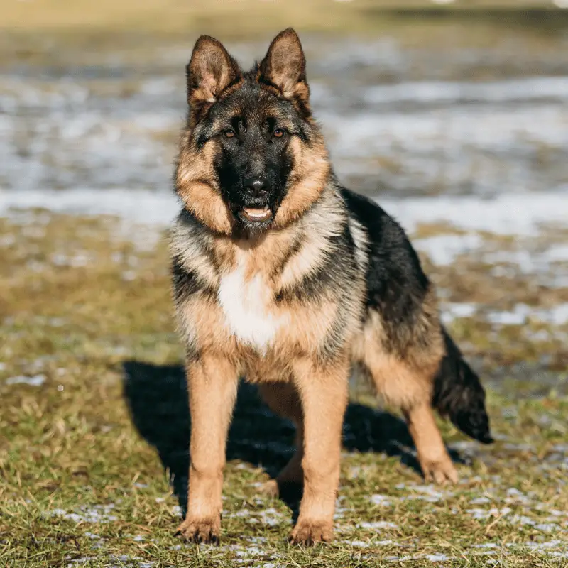 German Shepherd - Black and tan, a bold dog with a shiny coat and an alert expression