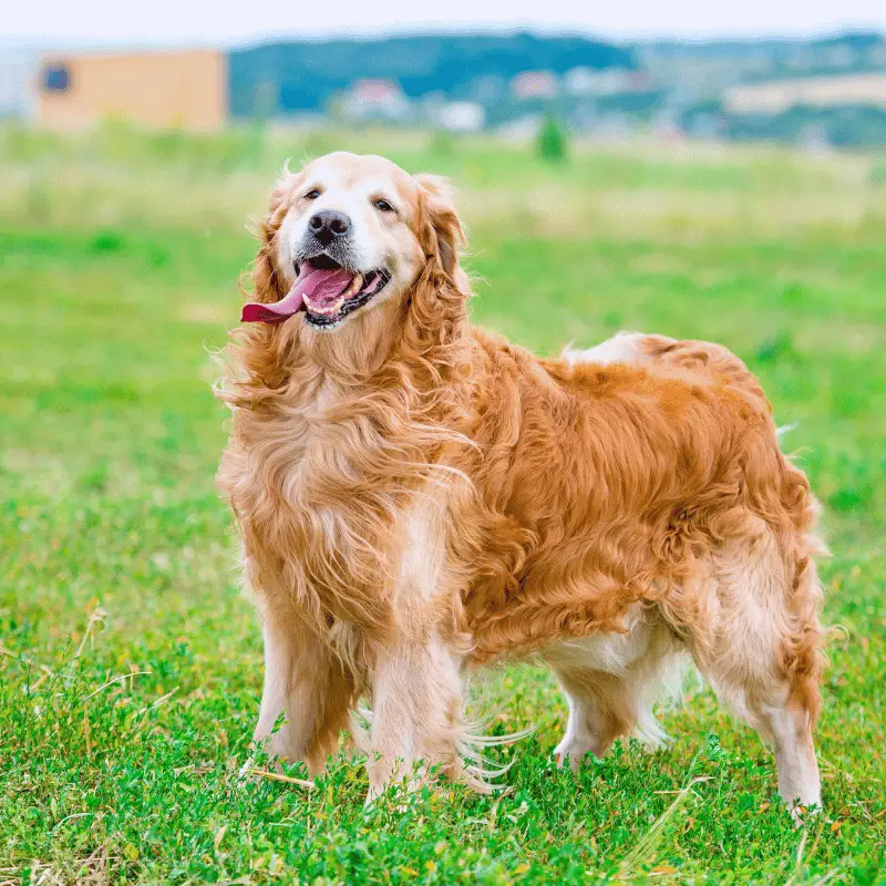 Golden Retriever - golden colour coat, friendly dog with a long curly coat and a happy expression with tongue out