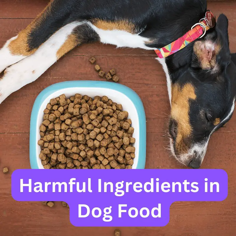 Understanding Harmful Ingredients in Dog Food and Their Potential Dangers