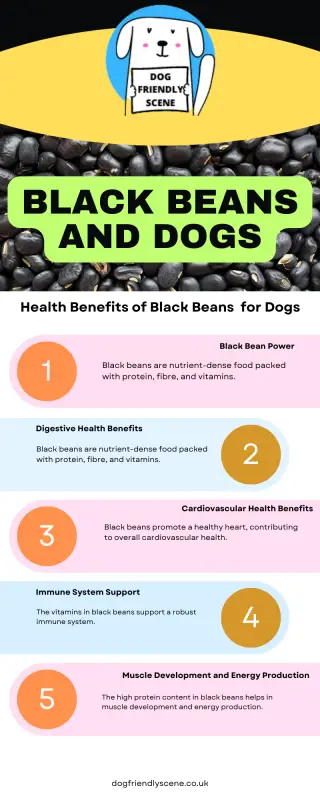 Infographic explaining the health benefits of black beans for dogs in a colourful easy to read layout