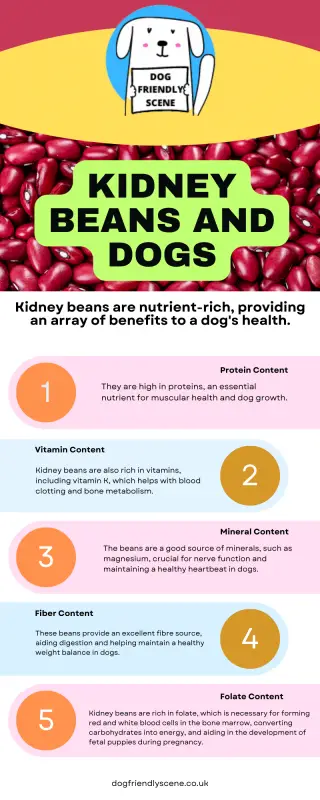 Infographic with information about the 
 Health Benefits of Kidney Beans for Dogs