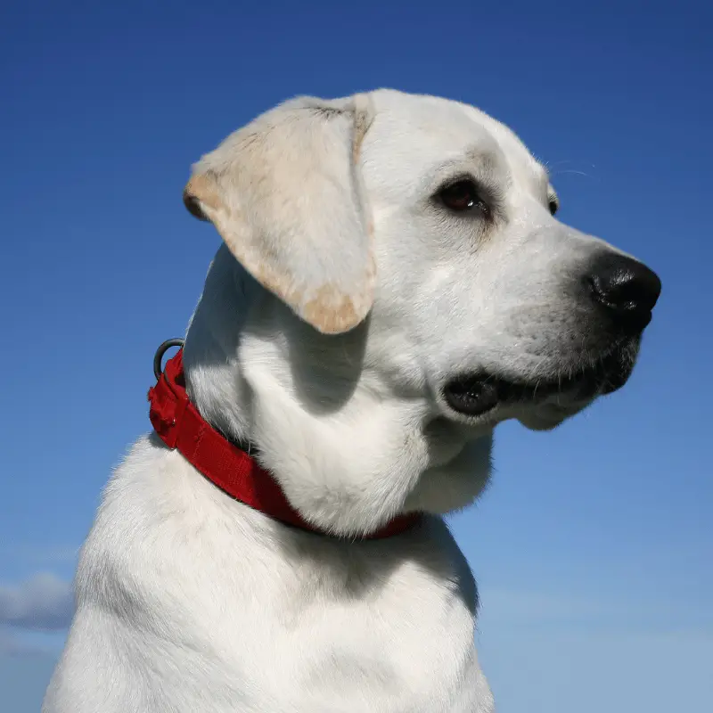 Labrador Retriever - cream, friendly dog with a red collar and a intrigue look