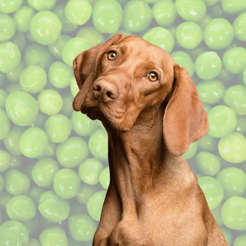 Can Dogs Eat Peas? Health Benefits and Precautions