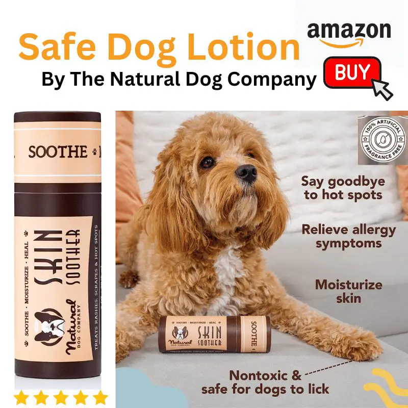 Can I Put Lotion on My Dog? Dog Friendly Scene