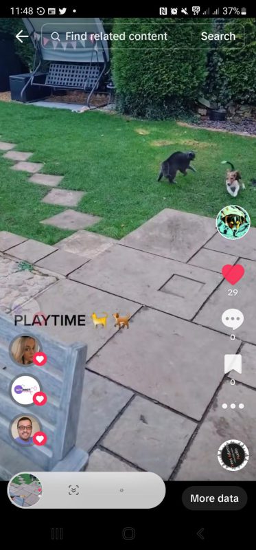 dog playing chase with a cat and a cat playing with a dog