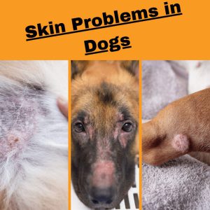 three dogs with skin problems