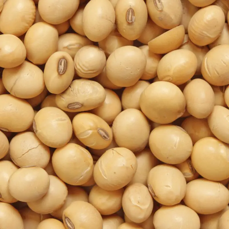 lots of soy beans