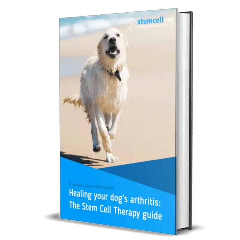 eBook steam cell therapy guide, front cover a dog running free