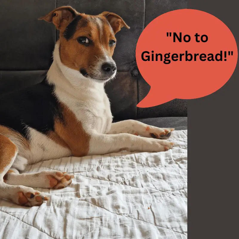 An image of a dog with a speech bubble saying "No to Gingerbread!"