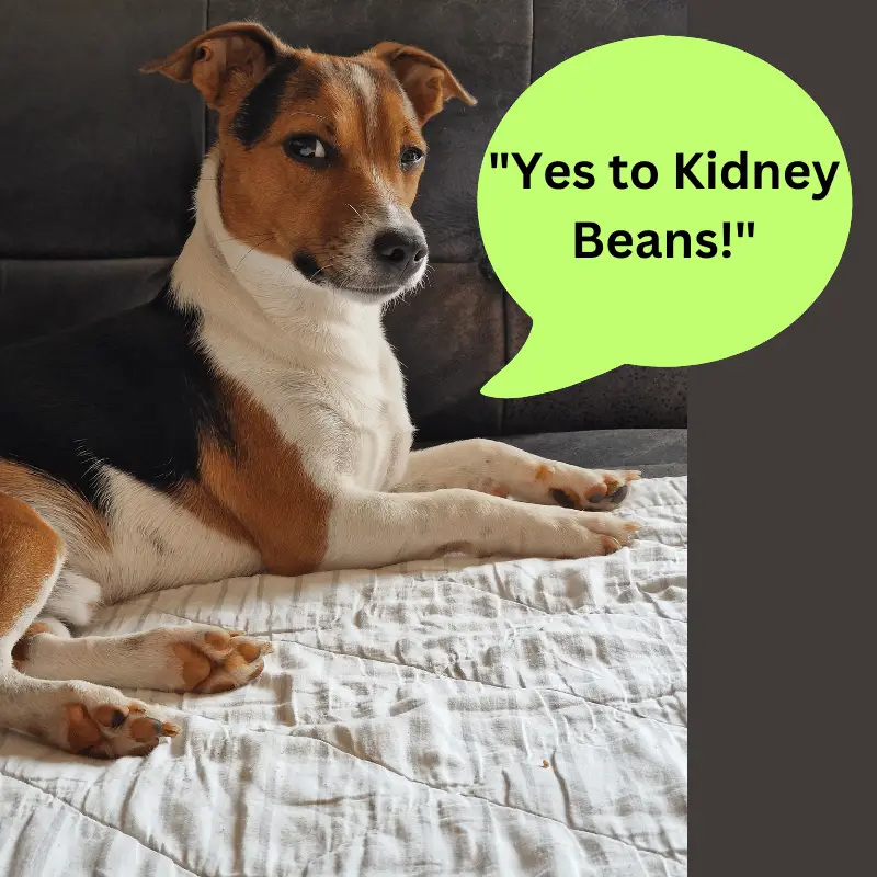 A dog and speech bubbles saying "yes to kidney beans"