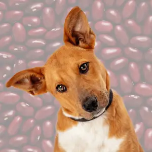 kidney beans and a dog