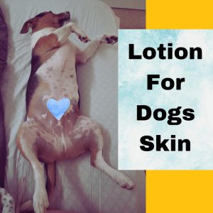 A dog lying on back: text lotion for dogs skin