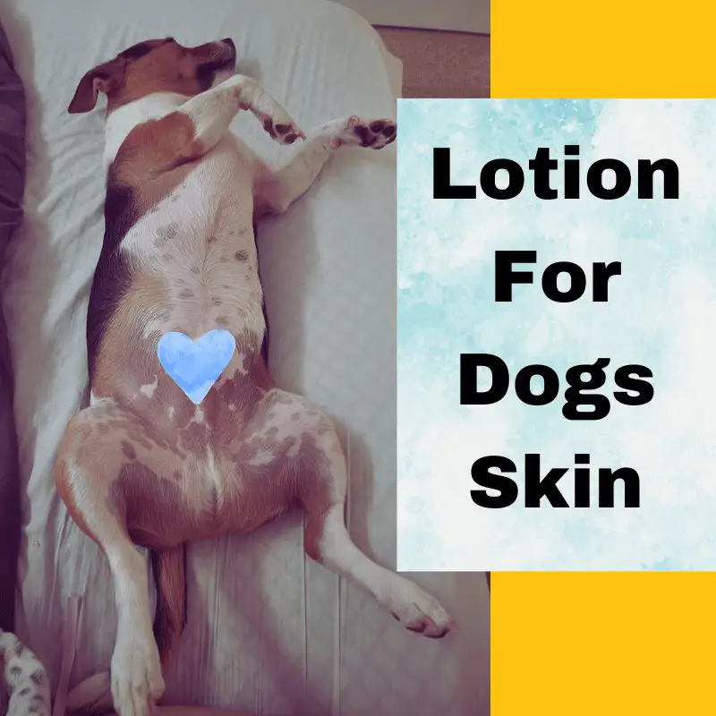 Can I Put Lotion on My Dog?