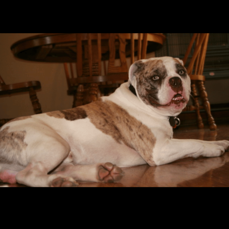 A regal and protective Alapaha Blue Blood Bulldog, known for their strong guarding instincts and bold personality.