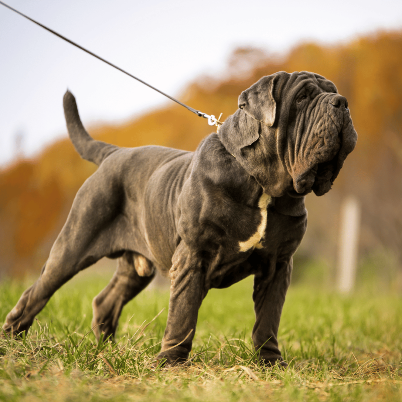 A strong and intelligent Ambullneo Mastiff, sought after as guard dogs for their instincts and large stature.