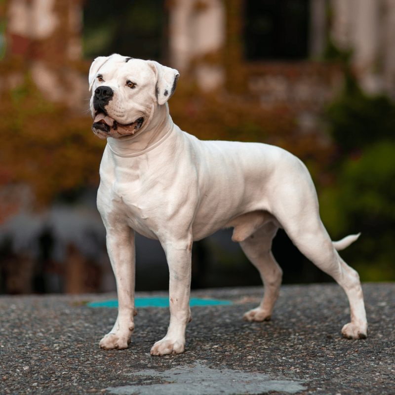 A brave and confident American Bulldog, often mistaken for a Pit Bull Terrier, is known for their outgoing, friendly, and protective nature.