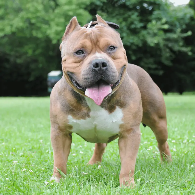 A American Bully XL dog showing his muscles with tongue out