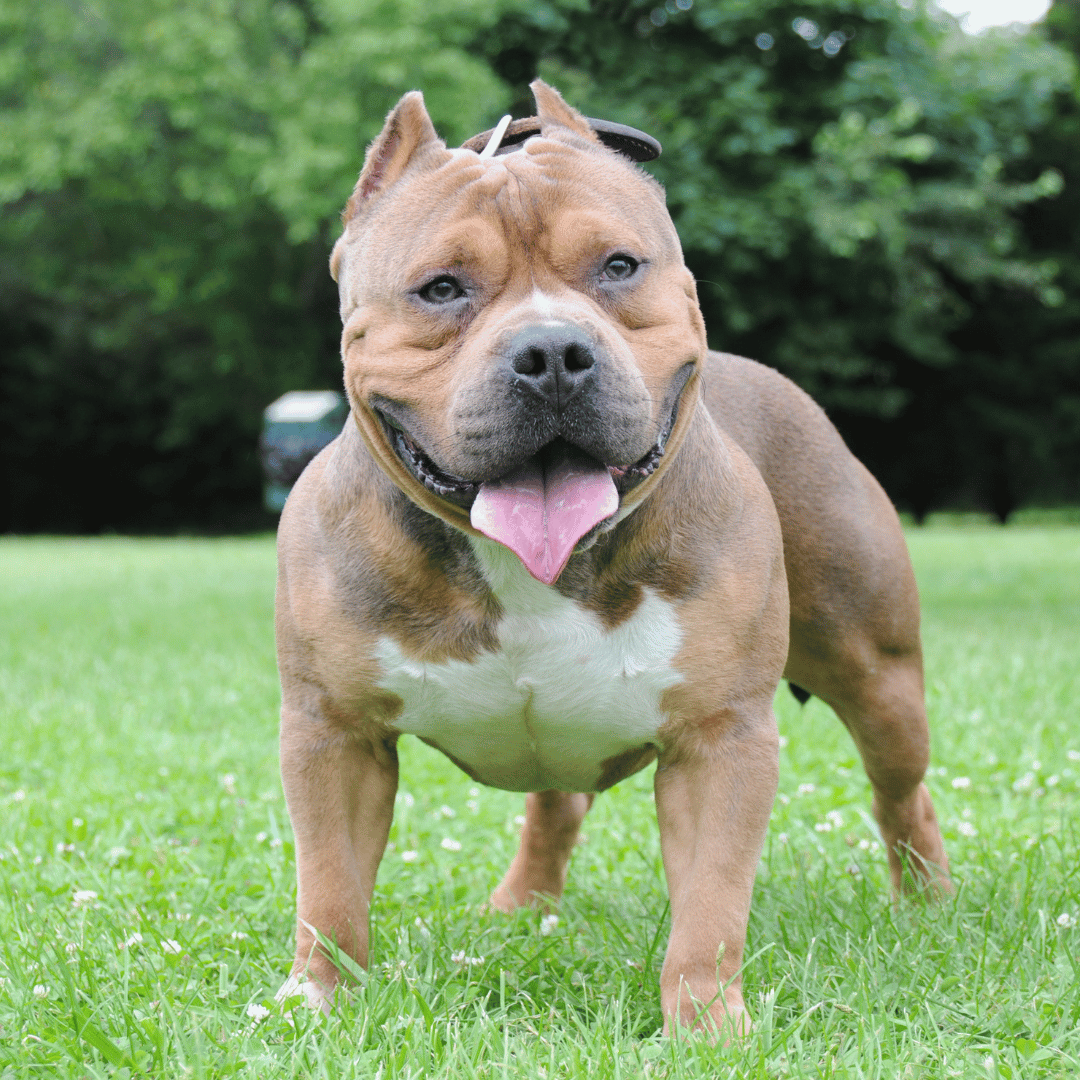 best-american-bully-xl-breed-muzzles-for-wide-faced-dogs-dog-friendly