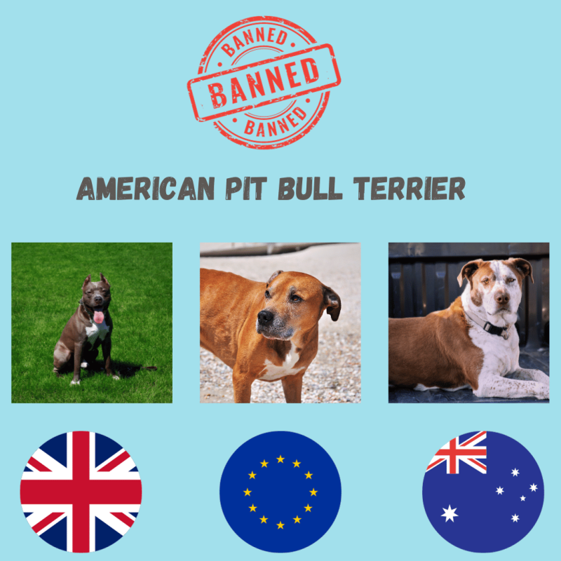 Three strong different coloured confident American Pit Bull Terriers, known for their muscular build, short coat, and a blocky head.