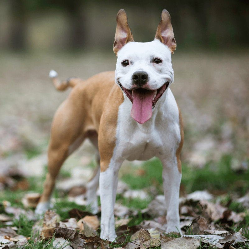 A muscular and confident American Staffordshire Terrier, known for their protective nature and tender care towards their household.
